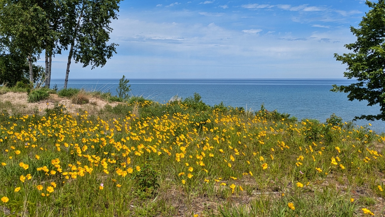 Yellow Flowers Cover Fields Around Lighthouse