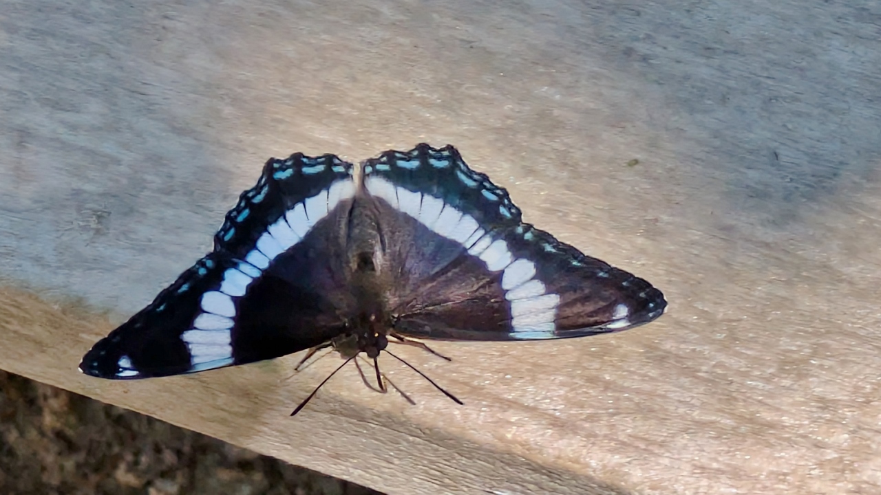 Palamedes Swallowtail Butterfly Rests on Step
