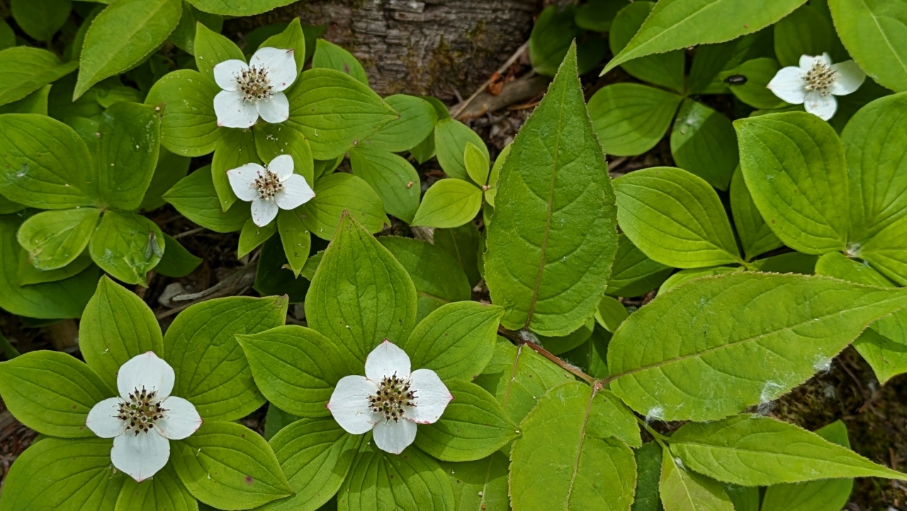 Couldn’t Identify These Flowers