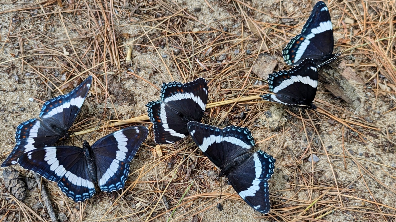 Palamedes Swallowtail Butterflies Quite Common Here