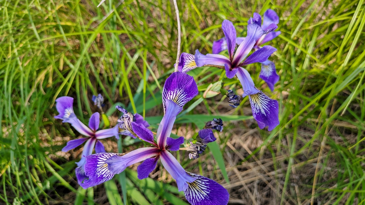 Lots of Lake Iris in the Marsh