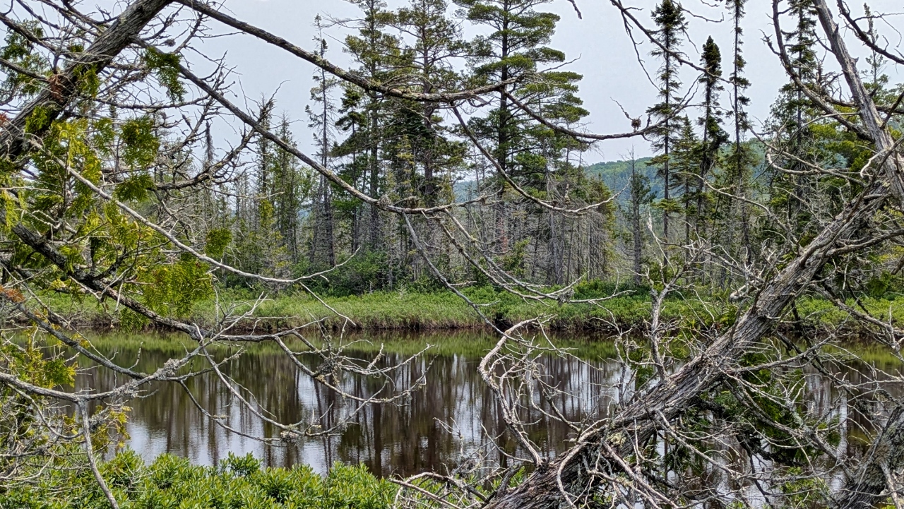 Pond at Center of Marsh