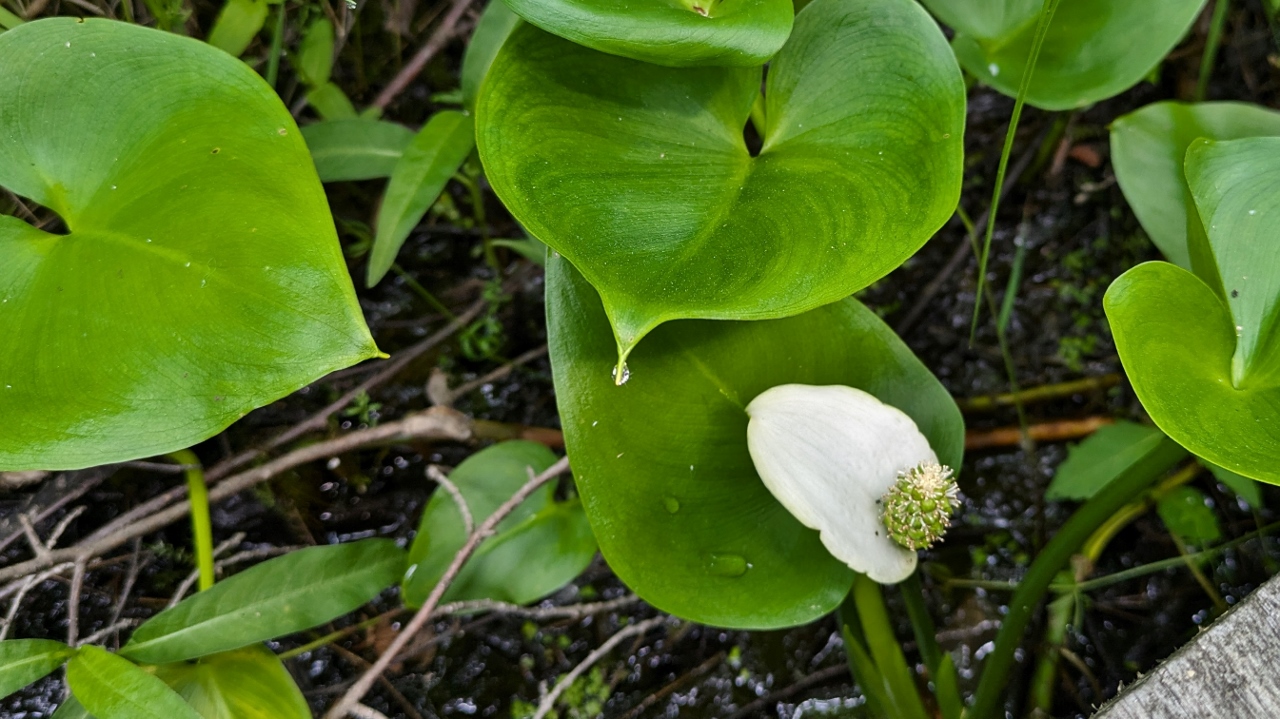 Also Saw Wild Calla or Swamp Lilies