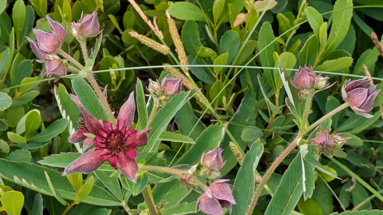For the Record this is Marsh Cinquefoil