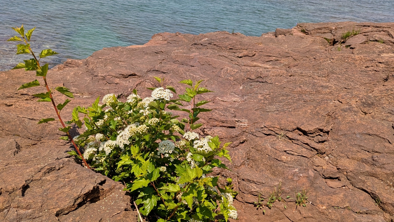 Lone Plant Seems to Thrive on Outcrop