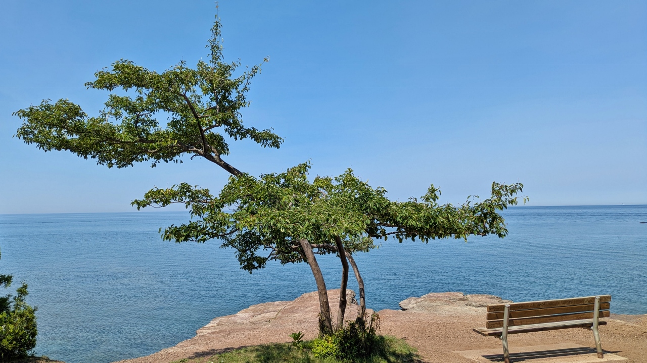 Just a Nicely Shaped Tree Overlooking Lake