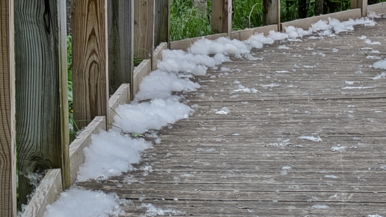 Drifts of Cottonwood Fluff on Boardwalk