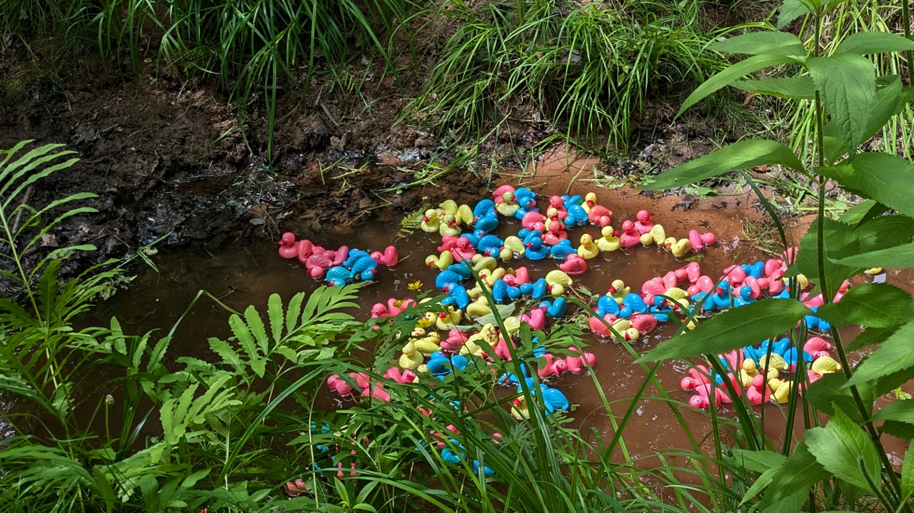 Pretty Small Venue for Rubber Duck Race