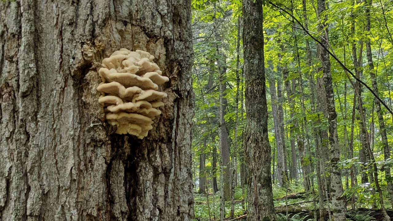We Always Like Seeing Shelf Mushrooms