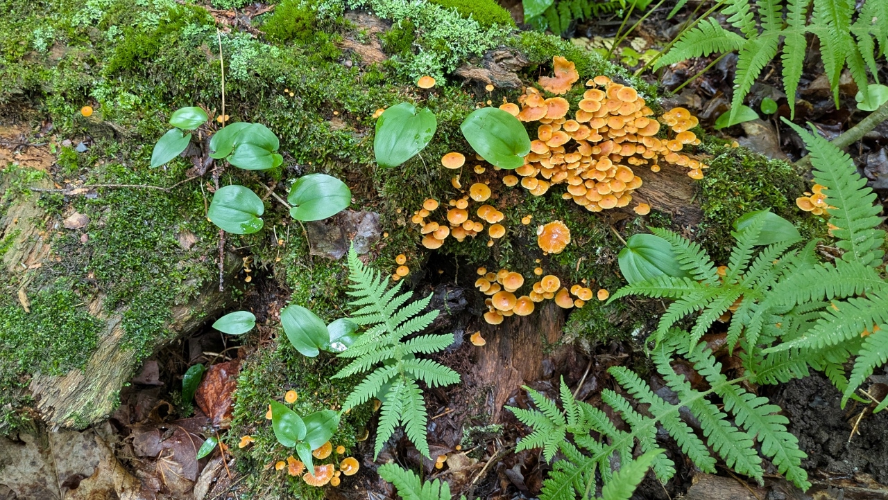 A Small Cluster of Fungi