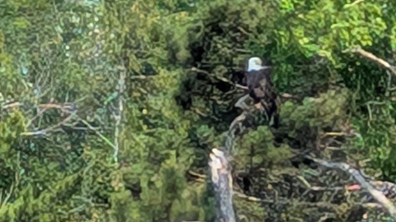 Fuzzy Photo of Bald Eagle on Hermit Island