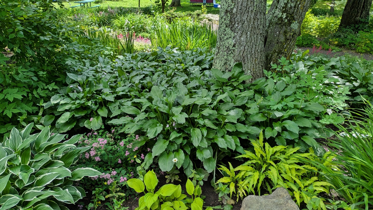 Nice Display of Hastas