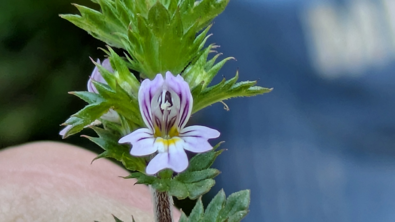 Bill Holds Tiny Flower