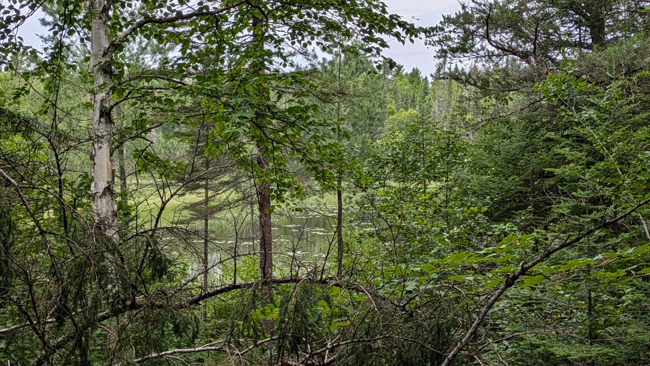 20250721_165142638-Not-Much-of-a-View-and-No-Moose