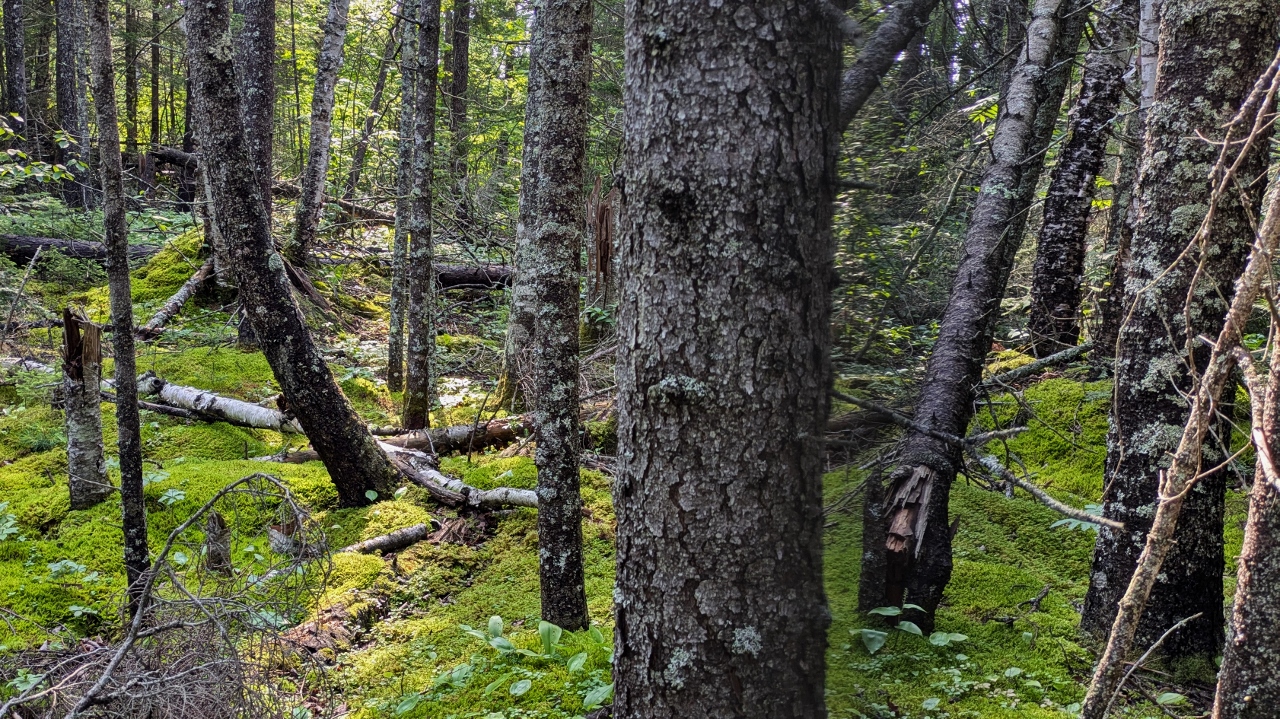 Lush Forest Lines Trail to The Devil's Kettle Falls