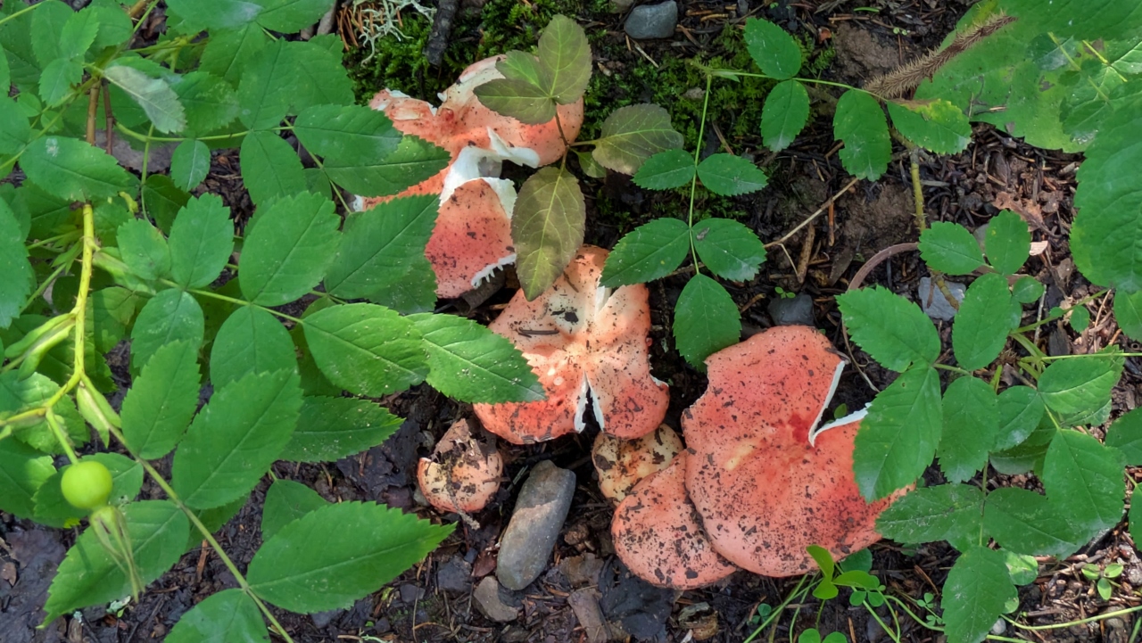 A Few Trailside Mushrooms