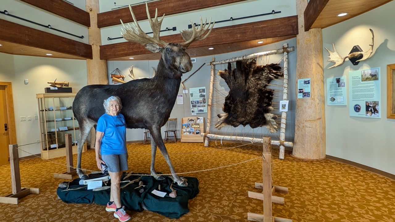 Moose are Really Big Animals
