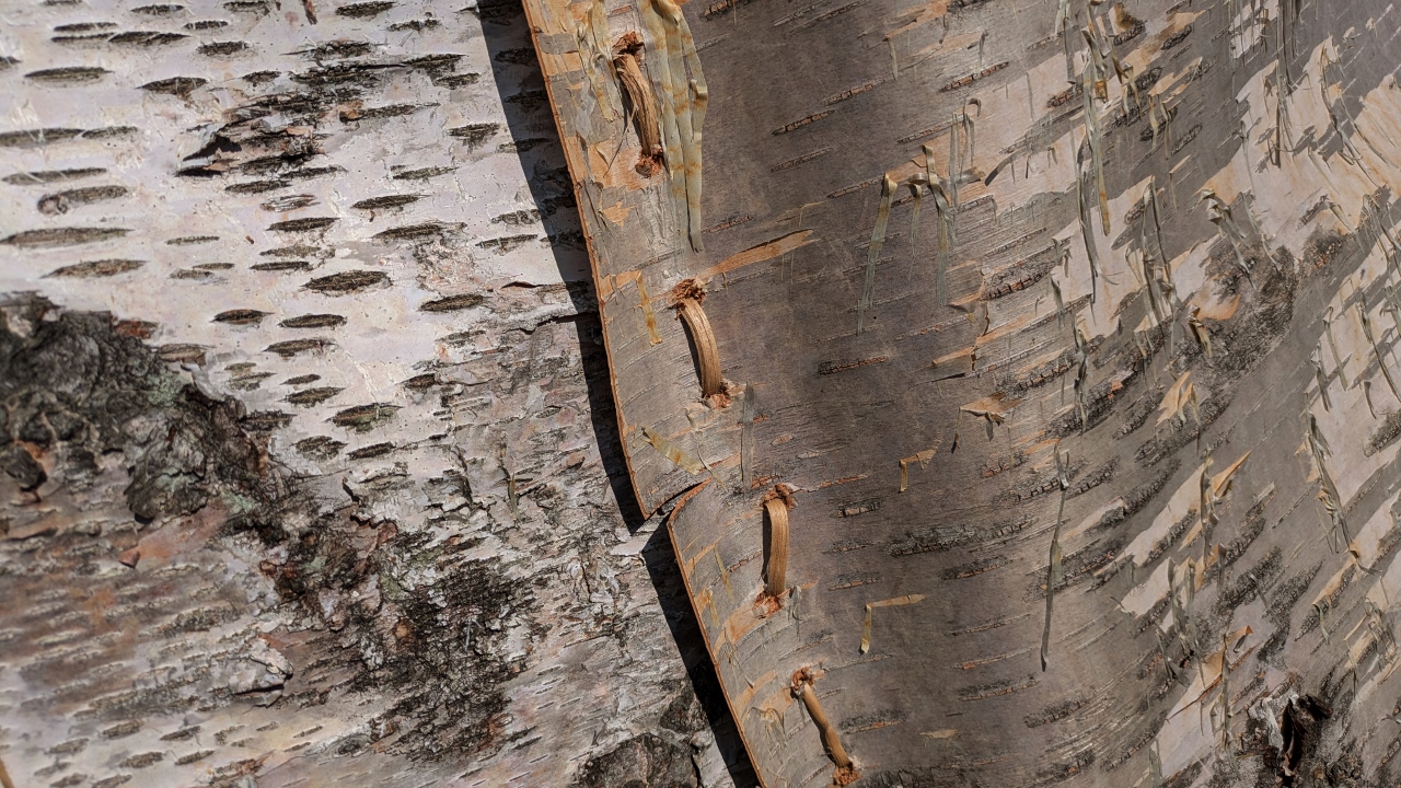 Shelter Covered with Birch Bark Stitched Together Using Roots