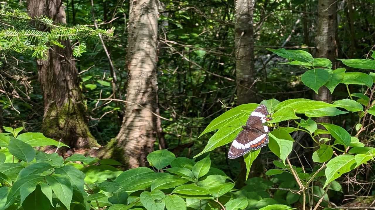 Yup, It's Another Butterfly