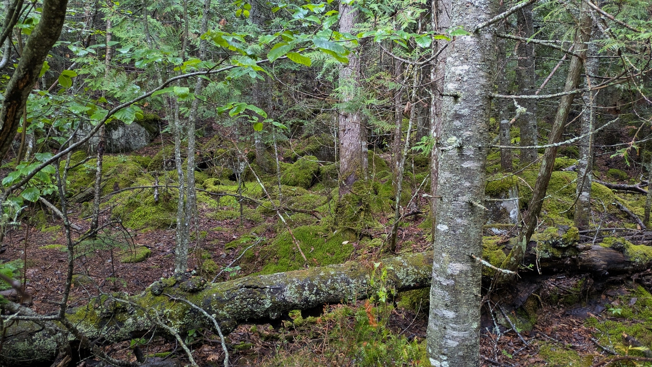Woods are Lush and Mossy in Sleeping Giant Park