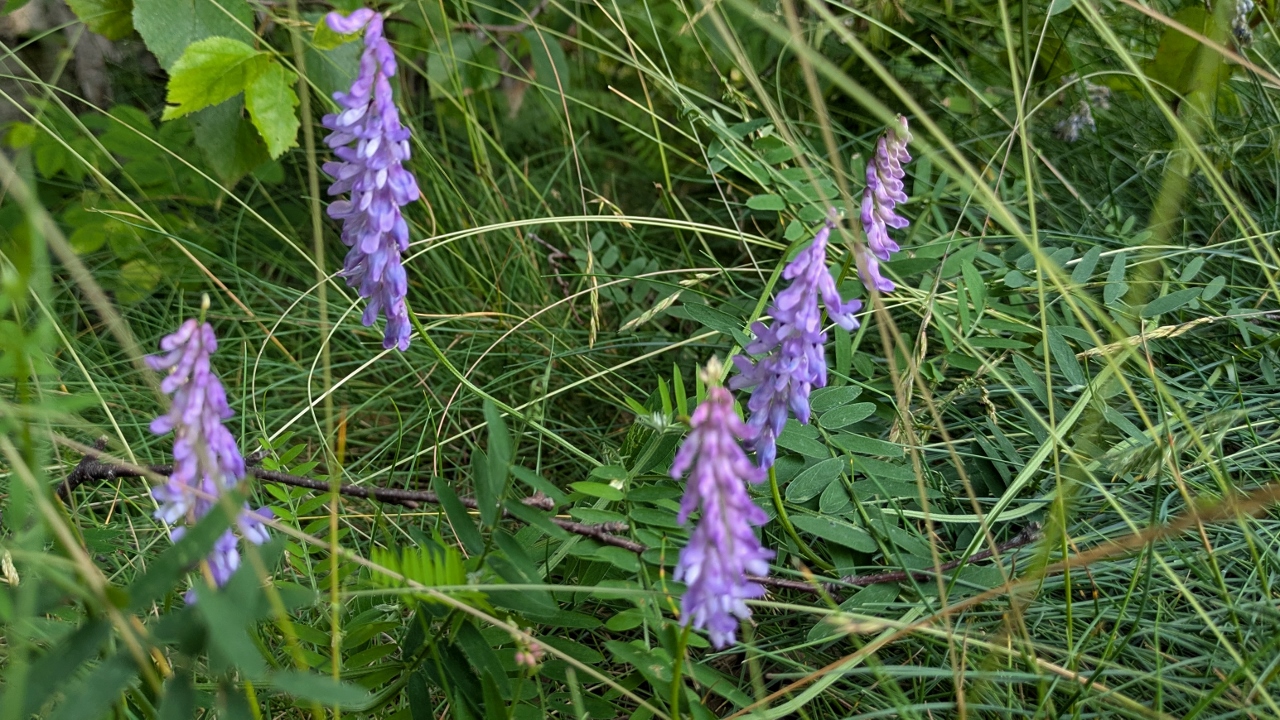 Just some Pretty Trail-Side Flowers