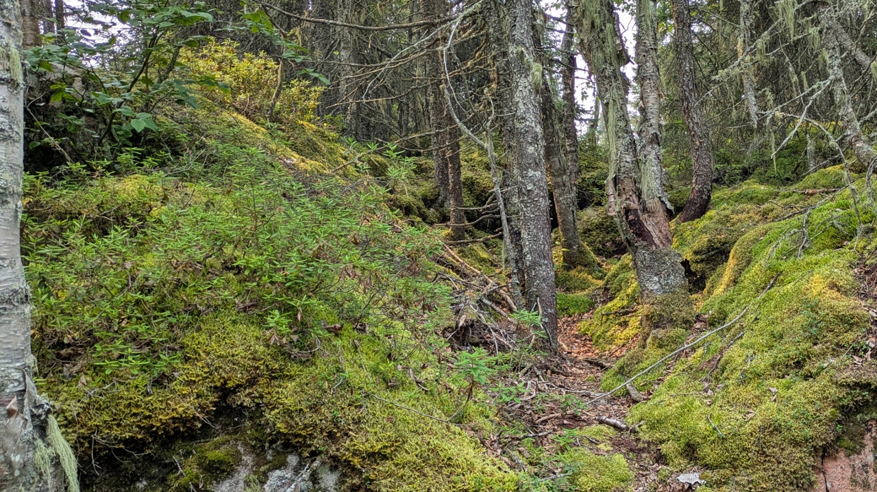 Everything is Moss Covered