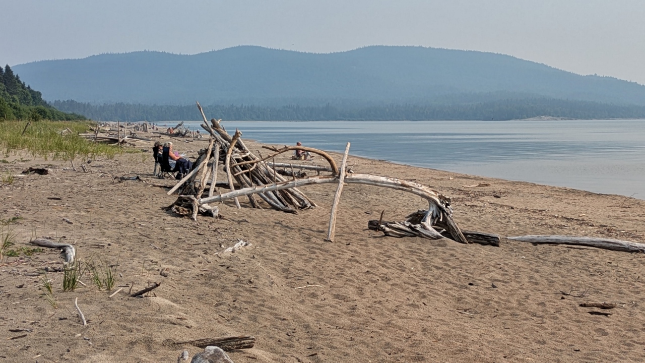Lots of Driftwood on Beach