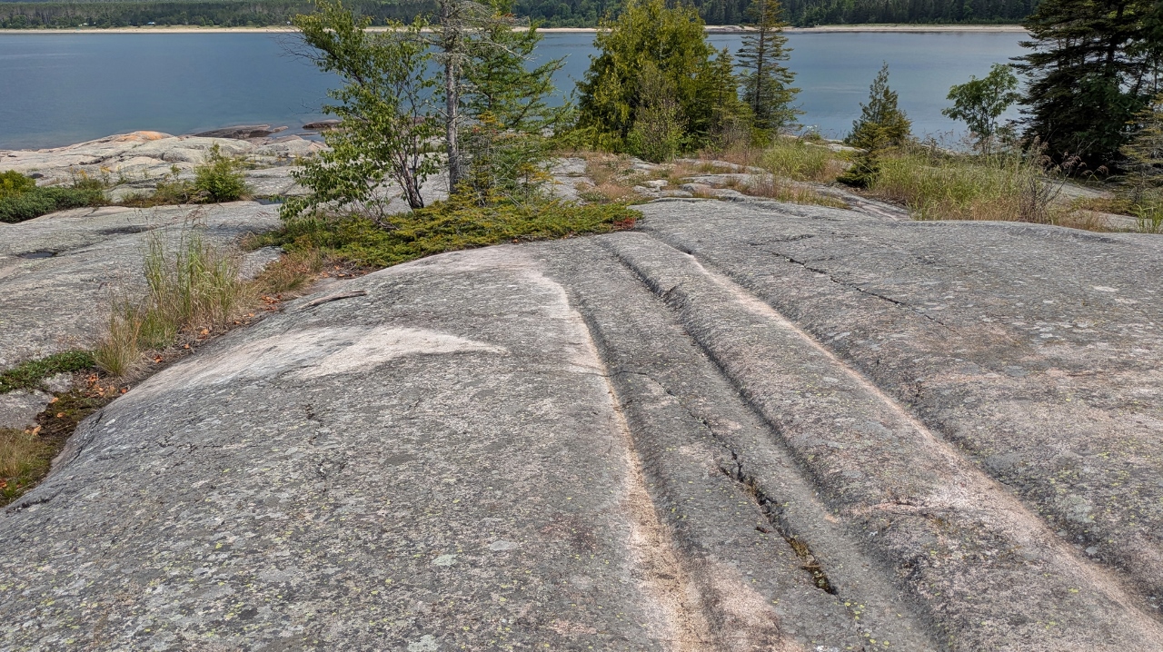 Groves Left Behind by Glaciers
