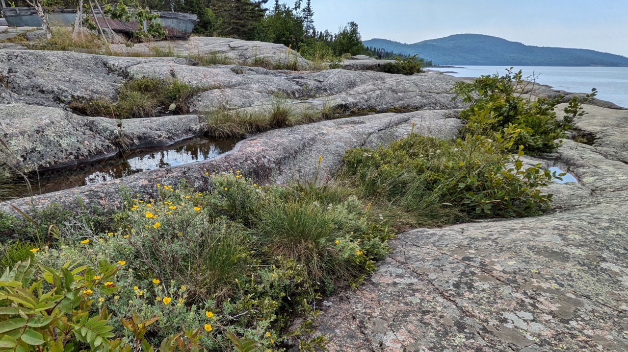 Grooves in Rock Holds Water for Plants