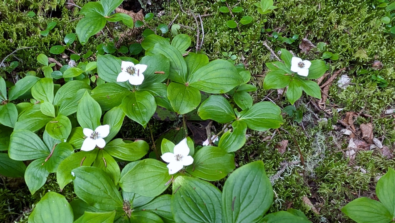 Trailside Flowers