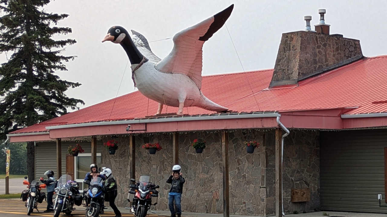 Yet Another Goose Lords Over Bikers from Motel Roof