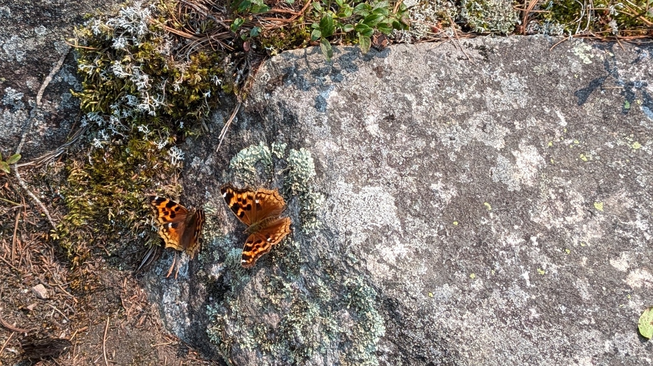 Butterflies Just Hanging Around