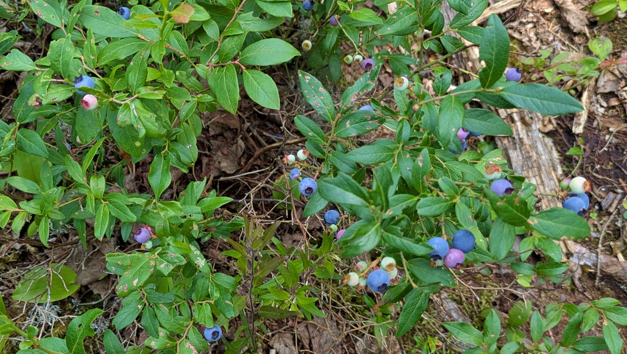 Blueberries Ripe for Picking and Eating!