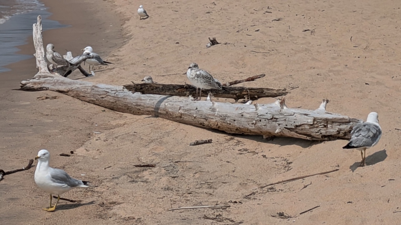 It's a Seagull Meeting