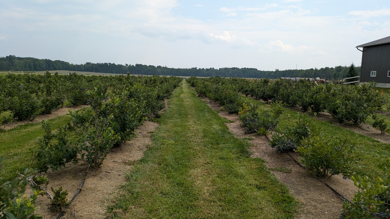 Blueberry Bushes Ready to Be Picked