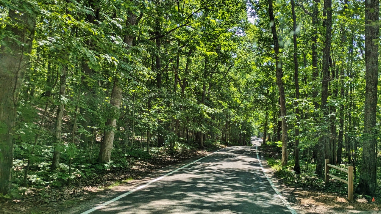 Tunnel of Trees Was Lovely Though a Bit Tense When Encountering Other Vehicles