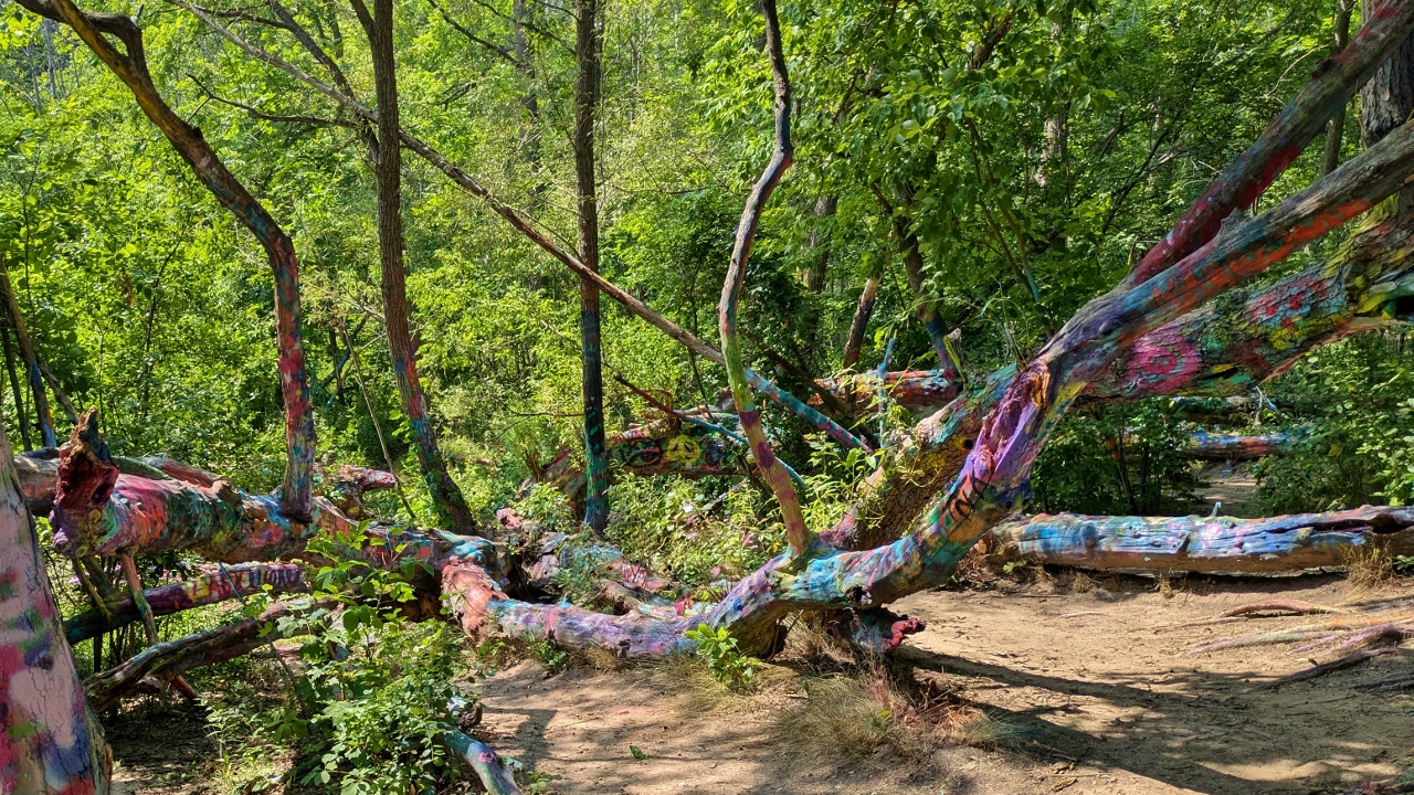 Hippie Tree Is Weird Sight in Woods