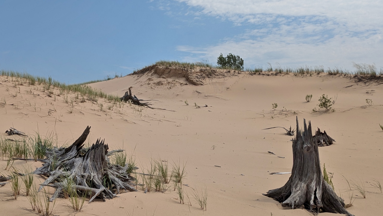 Stumps of Trees Once Covered with Drifting Sand