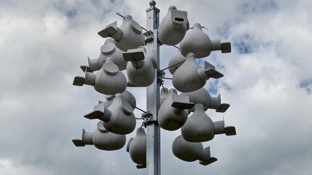 Martins Who Live Here Eat Mosquitoes!