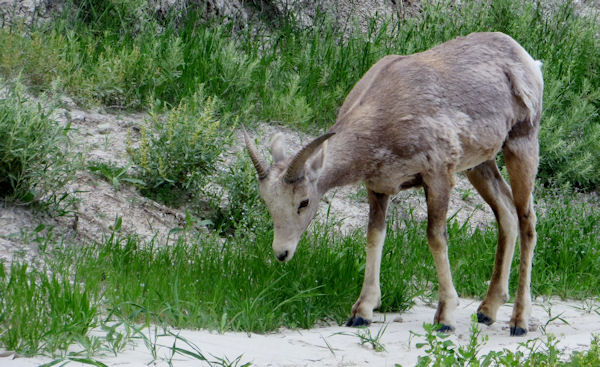 Bighorn Grazes Beside Road, Oblivious to Passersby