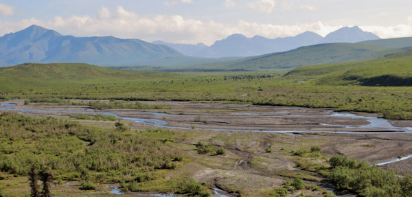 Savage River is Typical of Braided Rivers inside Denali NP