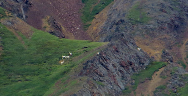 Dahl Sheep on Distant Mountain Slope