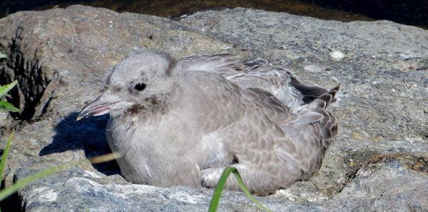 Young Seagull Blends into Rock at Anchorage Coastal Wildlife Refuge