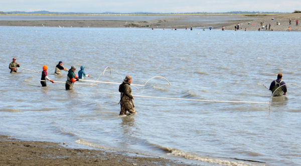 Salmon Dipnetters Line Beach at Mouth of Kenai River
