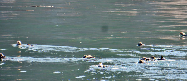 Raft of Sea Otters near Seldovia