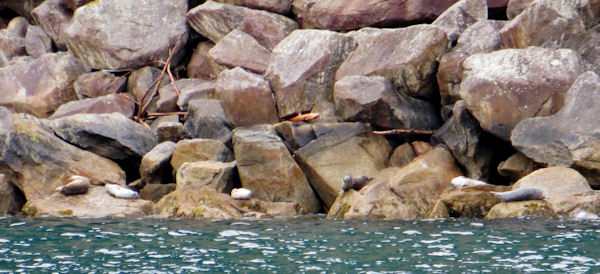 Half a Dozen Harbor Seals Rest on Rocks