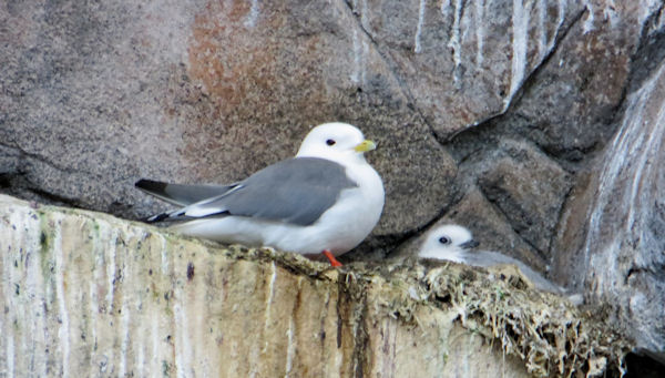 Red-Legged Kittiwake Tends Youngster