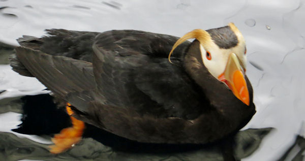 Tufted Puffin Swimming in Pool