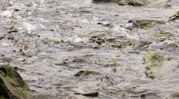 Salmon Struggle to Spawn at Solomon Gulch Hatchery