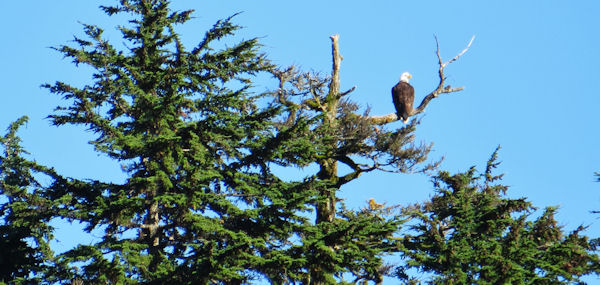 Bald Eagle Surveys Its Domain